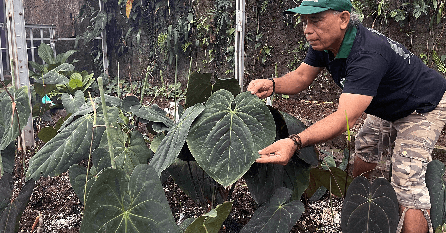 Super Anthurium acquires a nursery with over a decade of Anthurium breeding mastery